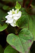 HOUTTUYNIA CORDATA PLENA