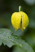 CLEMATIS TANGUTICA