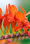 CROCOSMIA LUCIFER