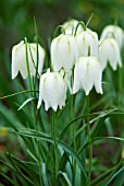 FRITILLARIA MELEAGRIS SNAKES HEAD FRITILLARY WHITE FORM