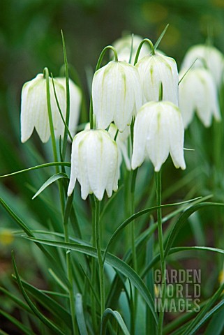 FRITILLARIA_MELEAGRIS_SNAKES_HEAD_FRITILLARY_WHITE_FORM