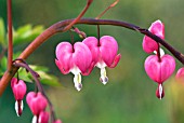 DICENTRA SPECTABILIS