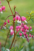 DICENTRA SPECTABILIS