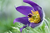 PULSATILLA VULGARIS