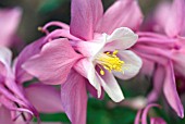 AQUILEGIA SPRING MAGIC ROSE AND WHITE