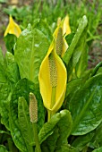 LYSICHITON AMERICANUS