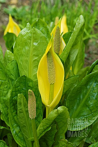 LYSICHITON_AMERICANUS