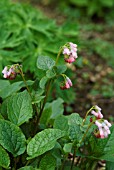 SYMPHYTUM HIDCOTE PINK COMFREY