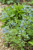 BRUNNERA MACROPHYLUM