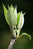 FRESH SPRING GROWTH ON HYDRANGEA SARGENTIANA