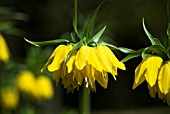 FRITILLARIA IMPERIALIS LUTEA MAXIMA CROWN IMPERIAL