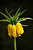 FRITILLARIA IMPERIALIS LUTEA MAXIMA CROWN IMPERIAL