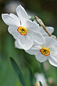 NARCISSUS ACTAEA PHEASANT EYE DAFFODIL