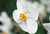 NARCISSUS ACTAEA PHEASANT EYE DAFFODIL