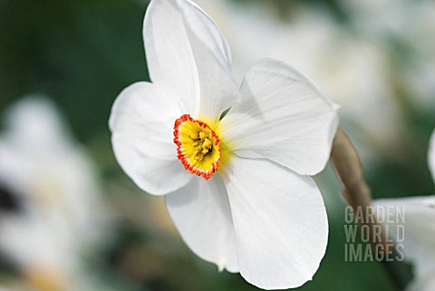 NARCISSUS_ACTAEA_PHEASANT_EYE_DAFFODIL