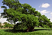 QUERCUS ROBUR, BOWTHORPE OAK, 1,000 YEARS OLD