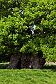 QUERCUS ROBUR, BOWTHORPE OAK, 1,000 YEARS OLD