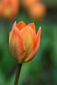 TULIPA ORANGE EMPEROR