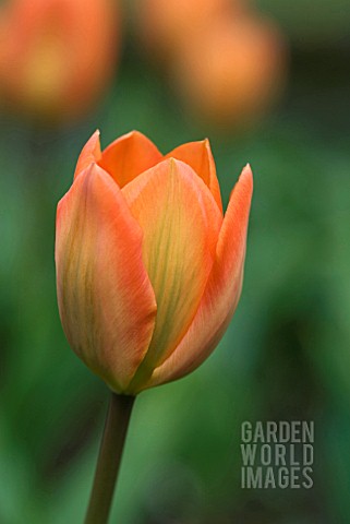 TULIPA_ORANGE_EMPEROR