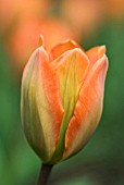 TULIPA ORANGE EMPEROR