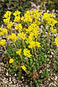 SEDUM RUPESTRE