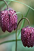 FRITILLARIA MELEAGRIS