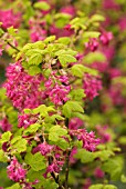 RIBES SANGUINEUM BROCKLEBANKII, FLOWERING CURRANT