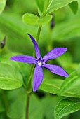 VINCA MAJOR OXYLOBA