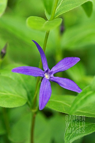 VINCA_MAJOR_OXYLOBA