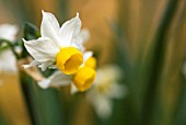 NARCISSUS CANALICULATUS