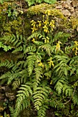 CORYDALIS CHEILANTHIFOLIA