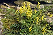 CORYDALIS CHEILANTHIFOLIA