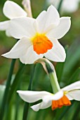 NARCISSUS BARRETT BROWNING