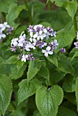 LUNARIA REDIVIVA, PERENNIAL HONESTY