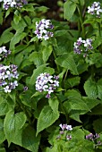 LUNARIA REDIVIVA, PERENNIAL HONESTY