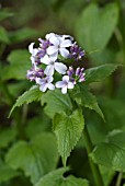 LUNARIA REDIVIVA, PERENNIAL HONESTY