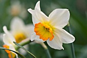 NARCISSUS FLOWER RECORD