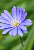 ANEMONE BLANDA