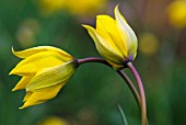 TULIPA SYLVESTRIS