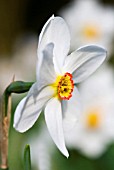 NARCISSUS ACTAEA