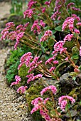 BERGENIA CILIATA