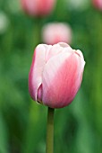 TULIPA DARWIN HYBRID SALMON IMPRESSION