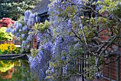 WISTERIA FLORIBUNDA GROWING OVER THE LOGGIA AT RHS WISLEY