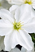 CLEMATIS AVALANCHE