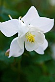 AQUILEGIA SPRING MAGIC WHITE