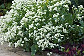 CRAMBE MARITIMA