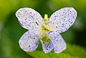 VIOLA ODORATA FRECKLES