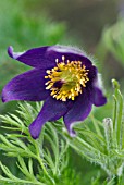 PULSATILLA VULGARIS