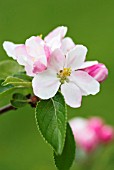 MALUS DOMESTICA JAMES GRIEVE APPLE BLOSSOM