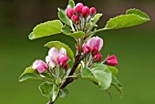 MALUS DOMESTICA JAMES GRIEVE APPLE BLOSSOM